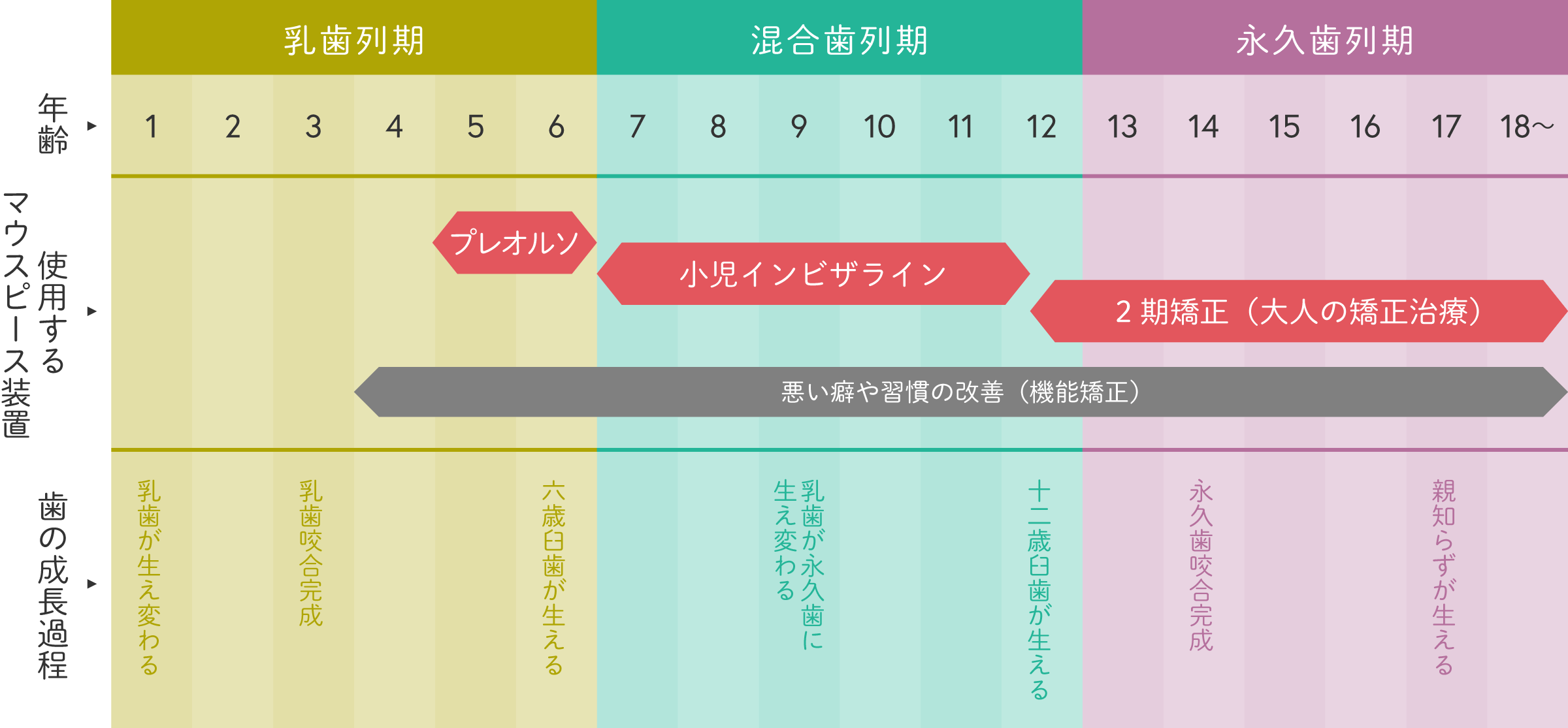歯の成長段階に合わせたマウスピース装置